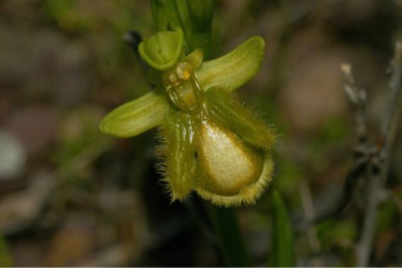 Alcedofoto  en Hamelin: Flora, # Ophhrys speculum #macro #flora #orquideas #almeria 