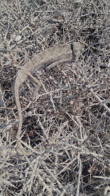 Solerantonio2 en Hamelin: Fauna  (La Marina), Reptil