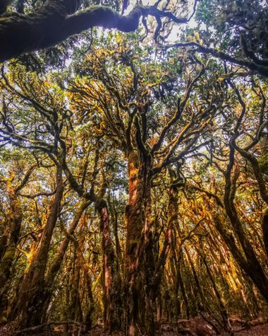 rqsalcedo en Hamelin: Paisaje  (Agulo), #bosqueencantado 