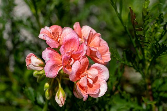 manuel.torres1 en Hamelin: Flora  (El Vendrell), #geranio  #planta  #flor #jardin  #botánica