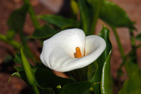 manuel.torres1 en Hamelin: Flora  (Barcelona), Zantedeschia aethiopica, #flor  #jardín  #planta  #vegetal  #lirio  #lirio de cala  #lirio blanco  #botánica...