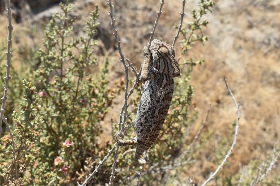 Solerantonio2 en Hamelin: Fauna  (Almeria), Reptil