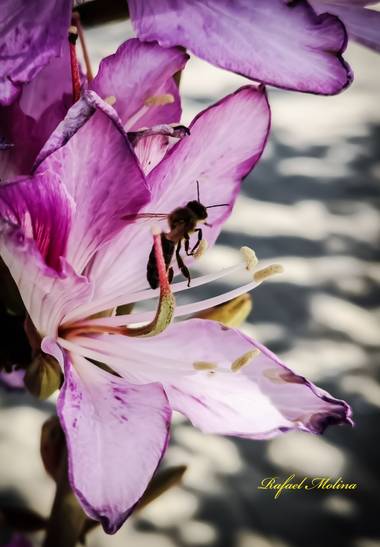 Rafael Molina  en Hamelin: Flora  (Málaga), #flor #flordeverano#florconabeja#malaga #andalucia 