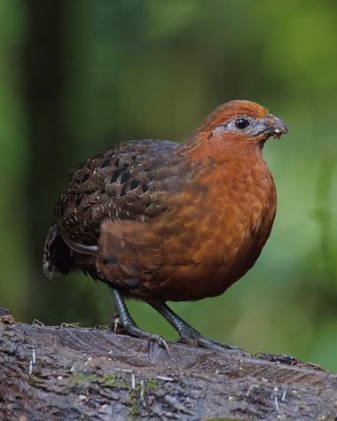 ogaviria.photography en Hamelin: Fauna  (Cali), Odontophorus hyperythrus Gould, 1858, Mi primer fotografía de este lindo ejemplar de Perdiz Colorada🐤, esp...