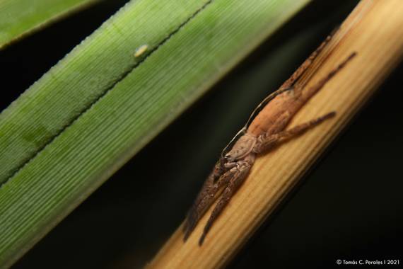 Tomás C. Perales en Hamelin: Fauna  (Bialet Masse)