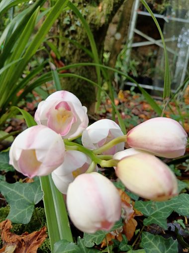 Susandresro en Hamelin: Flora  (Meis)