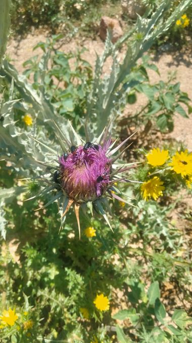 Solerantonio2 en Hamelin: Flora  (Níjar), Cardo mariano planta
