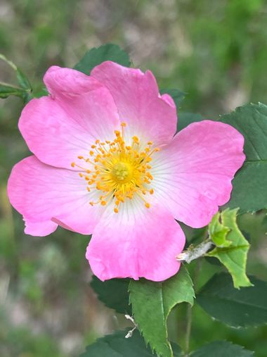 Eudimer20 en Hamelin: Flora, #flower