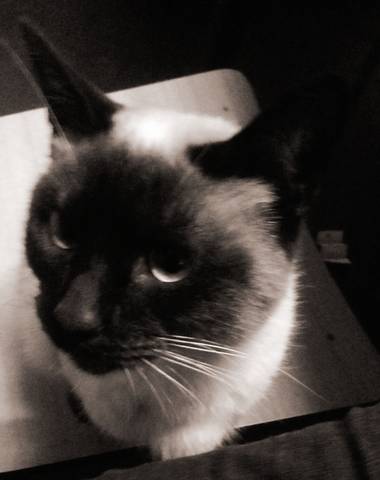 Gabriela Analía Russo en Hamelin: Fauna, Historia del gato Siamés
Los primeros gatos siameses que llegaron a Europa fueron un regalo del rey de Siam al co...