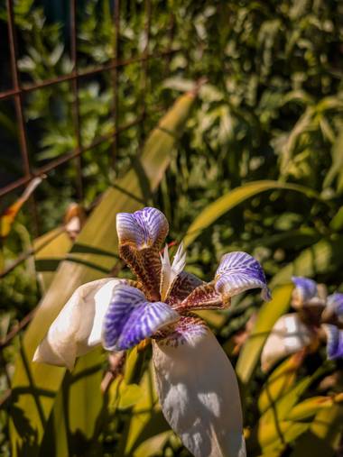 Segundoghione en Hamelin: Flora  (Freyre)
