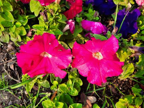 Eliza.loaizac en Hamelin: Flora  (Elche), #flordeverano #palmeralelche #naturaleza