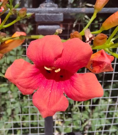Solerantonio2 en Hamelin: Flora  (Tíjola), Campsis radicans, Planta