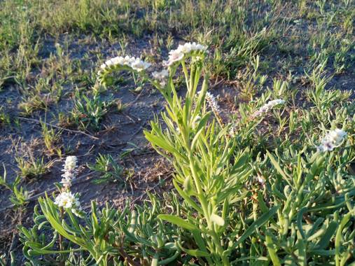 Martin.belinsky89 en Hamelin: Flora, #Flora21