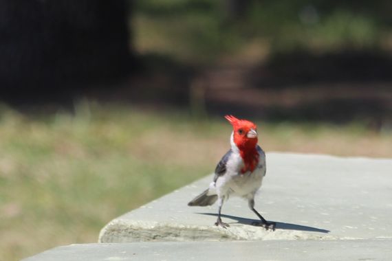 rjmoreno59 en Hamelin: Fauna  (Colón), Paroaria coronata (J.F.Miller, 1776), #Cardenal #Ave #Bird #Argentina #Colón #EntreRios #RíoUruguay