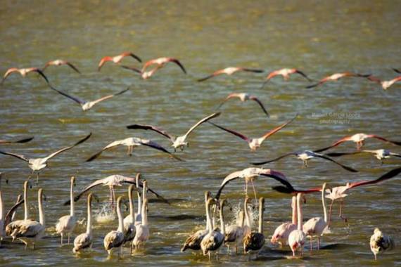 Logarma en Hamelin: Fauna  (Sant Jaume d'Enveja), Phoenicopterus roseus Pallas, 1811, #Aves21
