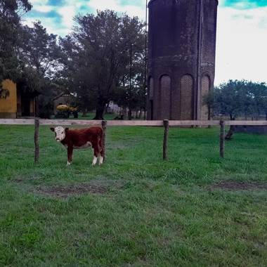 Gabriela Analía Russo en Hamelin: Fauna  (Mechongué), Ternero pastando en el complejo de recreación. Hasta burla me hizo 
