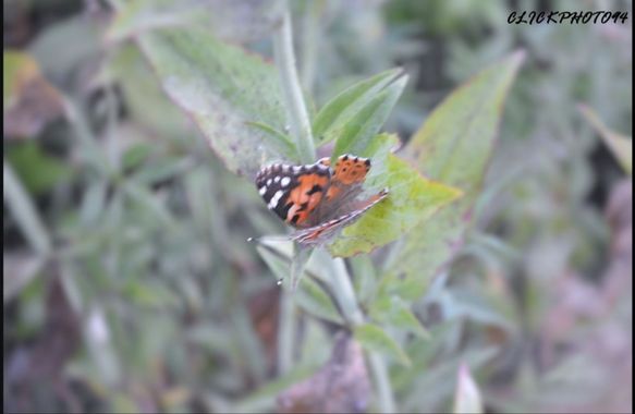 STEPHANIE 📸 en Hamelin: Fauna, #butterfly #mariposa #mariposas #nikon #nikon_photographer #insectos #animal 