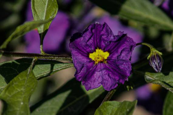 Franciss RNR  en Hamelin: Flora  (Pimampiro), #Flora 