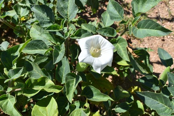 Solerantonio2 en Hamelin: Flora  (Níjar), Planta