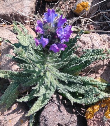 Solerantonio2 en Hamelin: Flora  (Almeria), Planta