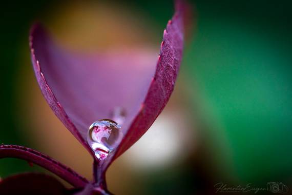 Florentinoeugenio en Hamelin: Flora  (El Catllar), #hoja 