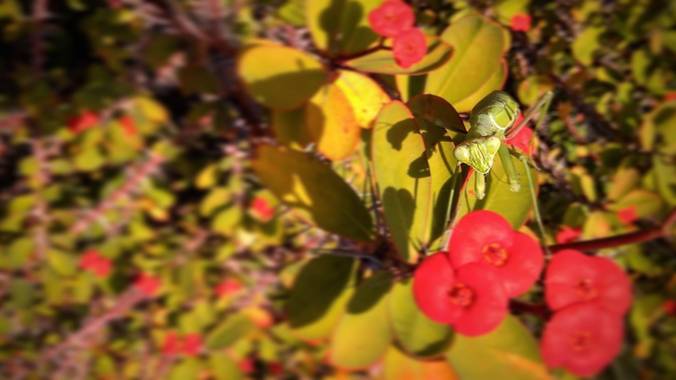 Azulagart en Hamelin: Fauna  (Sevilla), Un polizón entre las flores y las espinas abordó este plano al manto del calor del momento, escondido a plena vista...