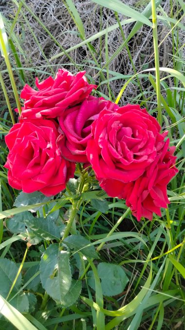 Solerantonio2 en Hamelin: Flora  (Avenida Mediterráneo), Rosas de jardin