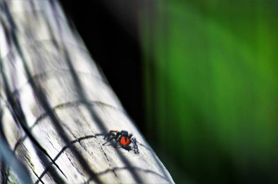 Azulmarino  en Hamelin: Fauna  (Toses), Cada cual en su Mundo #naturaleza #araña #spider #frommypointofview 