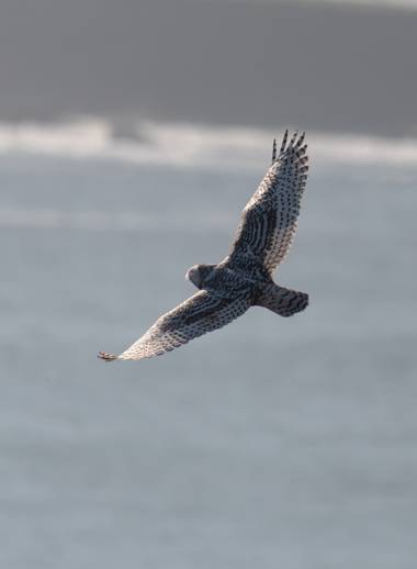 César Gil en Hamelin: Fauna  (Oviedo), Bubo scandiacus (Linnaeus, 1758), Volando sobre el cantábrico 