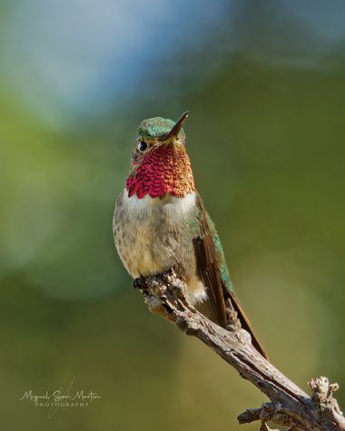 Miguel San Martín en Hamelin: Fauna  (Perote), Selasphorus platycercus (Swainson, 1827), El colibrí zumbador de cola ancha (Selasphorus platycercus) perten...