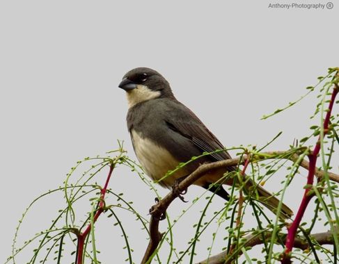 Haveruribe25 en Hamelin: Fauna  (Copiapó), Diuca diuca (Molina, 1782)
