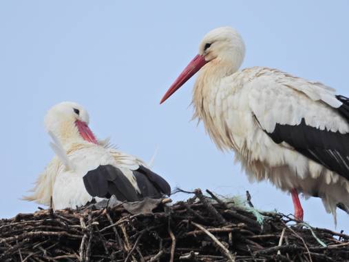 Edrevercas en Hamelin: Fauna  (El Piñero), Por San Blas... #aves21 