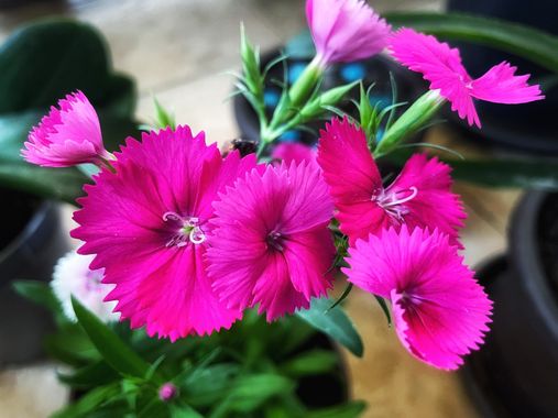 Juanatlantida82 en Hamelin: Flora, #flora21 