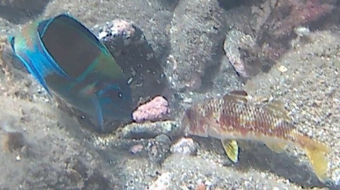 Solerantonio2 en Hamelin: Fauna  (Cabo de Gata), Pez