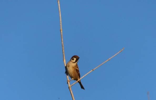 @sinaceramica en Hamelin: Fauna  (Cornellà del Terri), Passer montanus (Linnaeus, 1758), #aves @sinaceramica @ignicapillus Justo ha sido así, en un paseill...