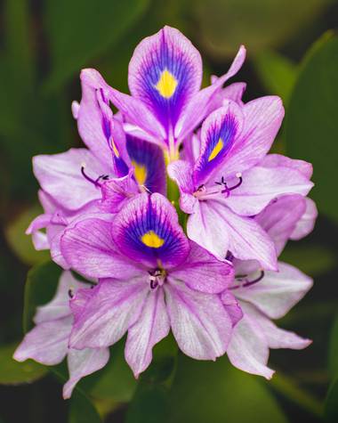 soni.mara en Hamelin: Flora  (Ciudad de Buenos Aires), #flor #floracuatica #flora #argentina #buenosaires