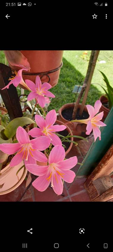 olgabijoux.ot en Hamelin: Flora  (Luján de Cuyo), Zephyranthes rosea