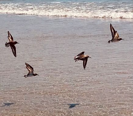 Charcu39 en Hamelin: Fauna, ...