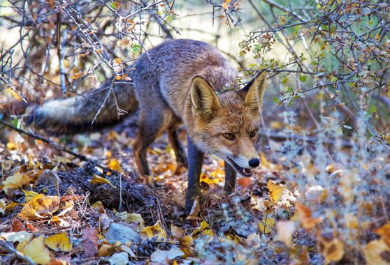 Santibenlloch en Hamelin: Fauna  (Cazorla), Vulpes vulpes (Linnaeus, 1758), #zorro #mamiferos 