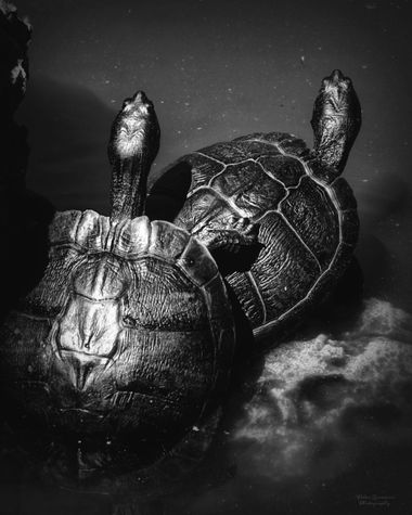 Yatoma66 en Hamelin: Fauna  (Madrid), #tortugas#fauna