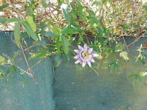 Carmen  en Hamelin: Flora  (O Sar), Passiflora caerulea, #galicia 