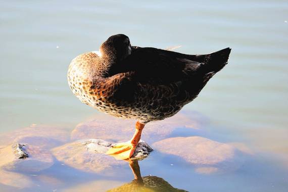 Elemai en Hamelin: Fauna, #anasplatyrhynchos #pato #otoño #otoño2020 