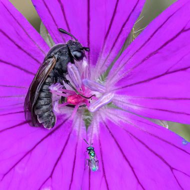 Ignicapillus en Hamelin: Fauna  (Olivella), Himenópteros

La disparidad de tamaños es asombrosoa incluso dentro de una misma familia; en este caso la de la...