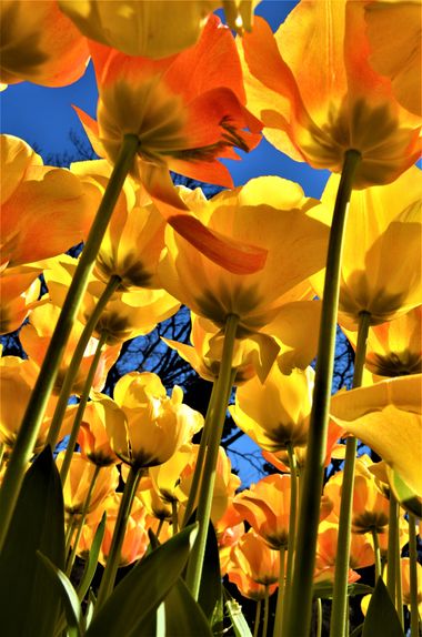 Jcmcl69 en Hamelin: Flora  (Madrid)