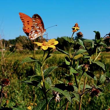 beluuuu2020 en Hamelin: Fauna, Mariposaalvuelo