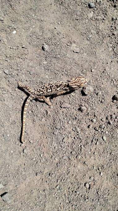 Solerantonio2 en Hamelin: Fauna  (Níjar), Camaleon comun