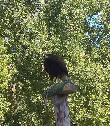 GreenPhoto en Hamelin: Fauna 