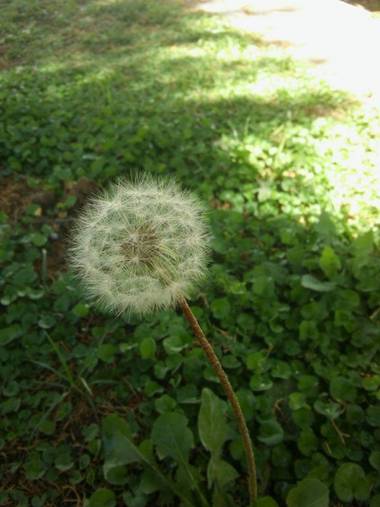 Fabronijulieta en Hamelin: Flora, Flor de diente de León 