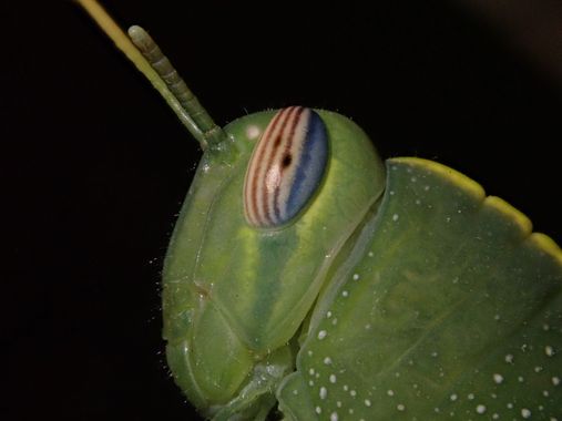 jesusmg99 en Hamelin: Fauna  (Rosalejo), Anacridium aegyptium (Linnaeus, 1764), #insectos 