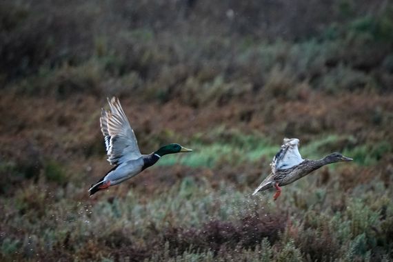 Kikojimenez1977 en Hamelin: Fauna, #naturaleza 